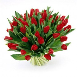 Bouquet di 40 tulipani rossi