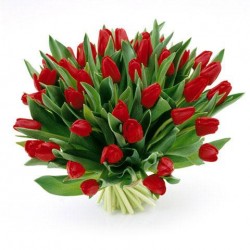 Bouquet di 50 tulipani rossi