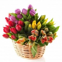 Cesto di tulipani colorati