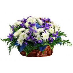 Iris blu e margherite olandesi