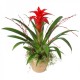 Guzmania rosie în coș