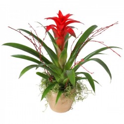 Guzmania rossa in cesto