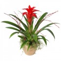 Guzmania rosie în coș