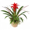 Guzmania rossa in cesto