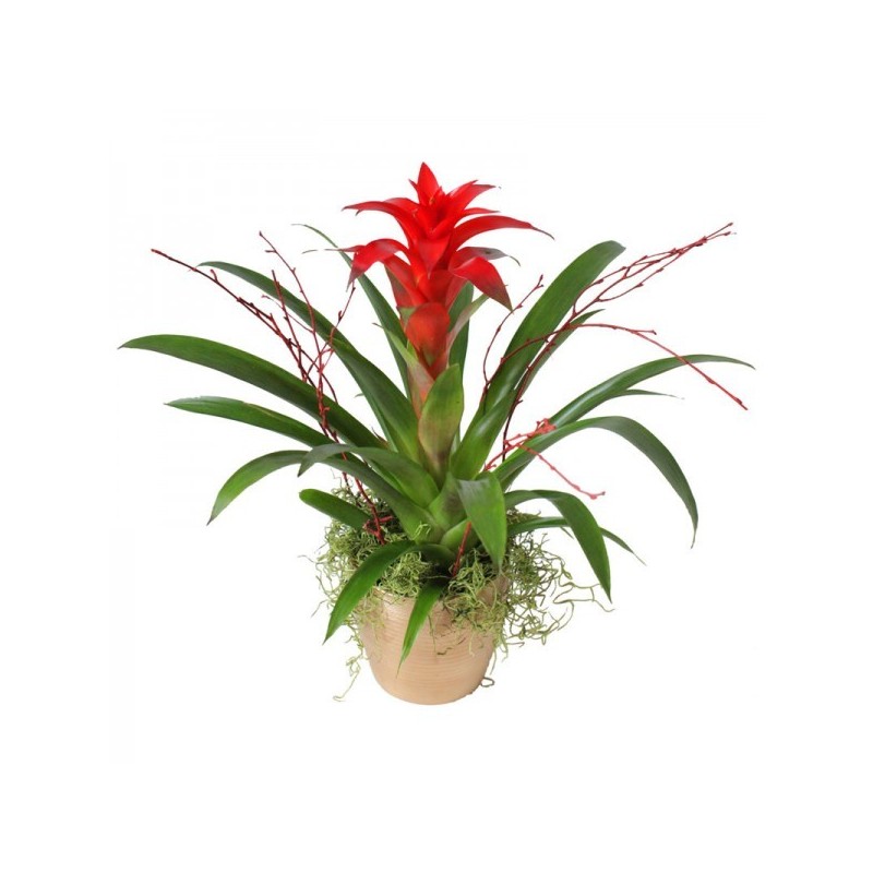 Guzmania rosie în coș