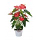 Anthurium roșu într-o oală.