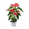 Anthurium roșu într-o oală.