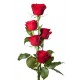 5 red Roses in box 