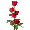 5 Rose rosse in confezione 