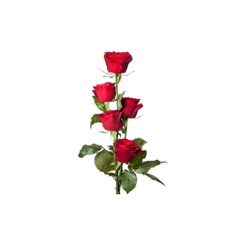 5 Trandafiri rosii in cutie 