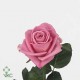 1 Rosa rosa