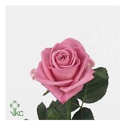 1 Rose rosa