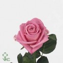 1 Rosa rosa a stelo alto
