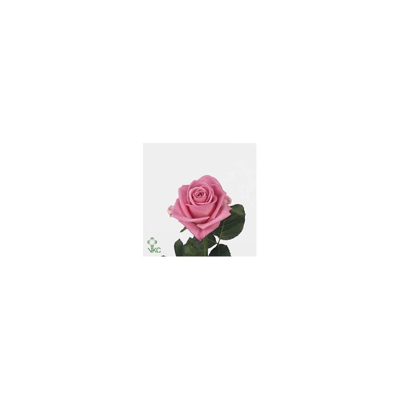 1 Rosa rosa