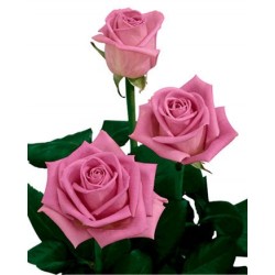 3 рожеві Троянди