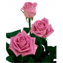 3 Rosas de color rosa