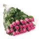 1 Rosa rosa