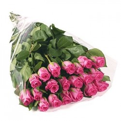 12 Rose rosa