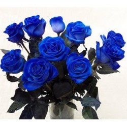 6 Blue Roses