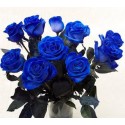 12 Rose Blu