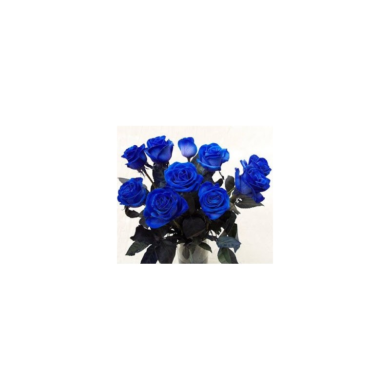6 Rose Blu