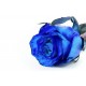 1 Rosa Blu