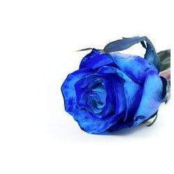 1 Rose Bleu