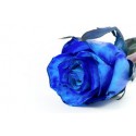 1 Rose Bleu