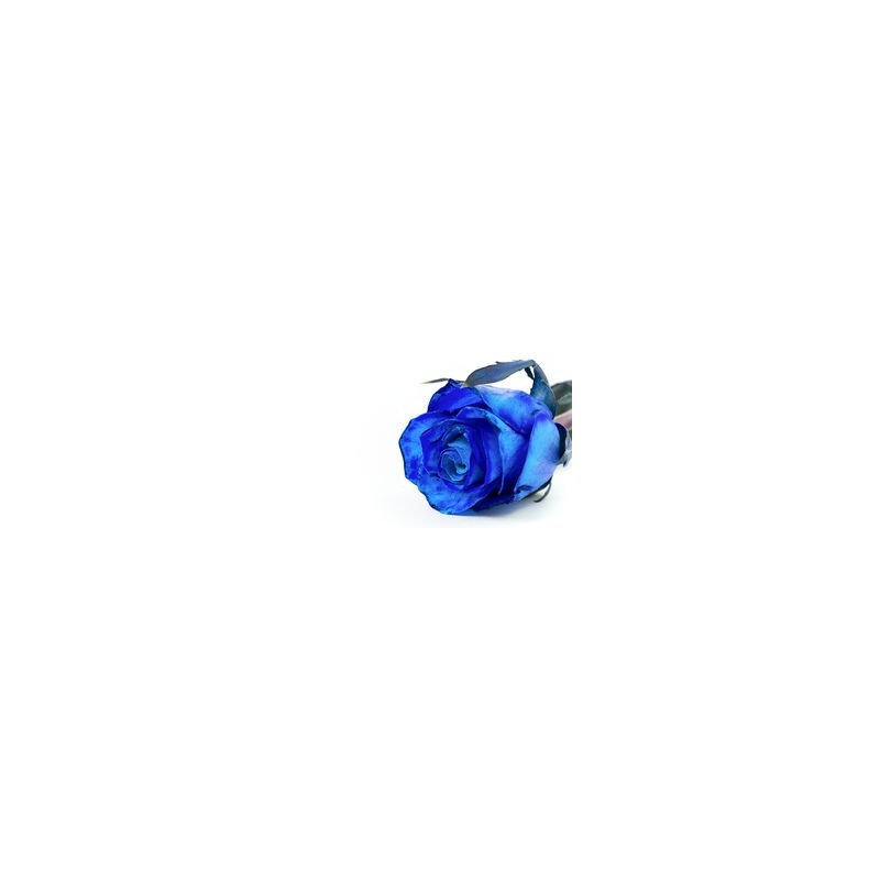 1 Rosa Blu