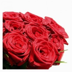 34 red roses in box