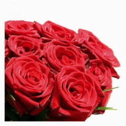 50 roses rouges en boîte