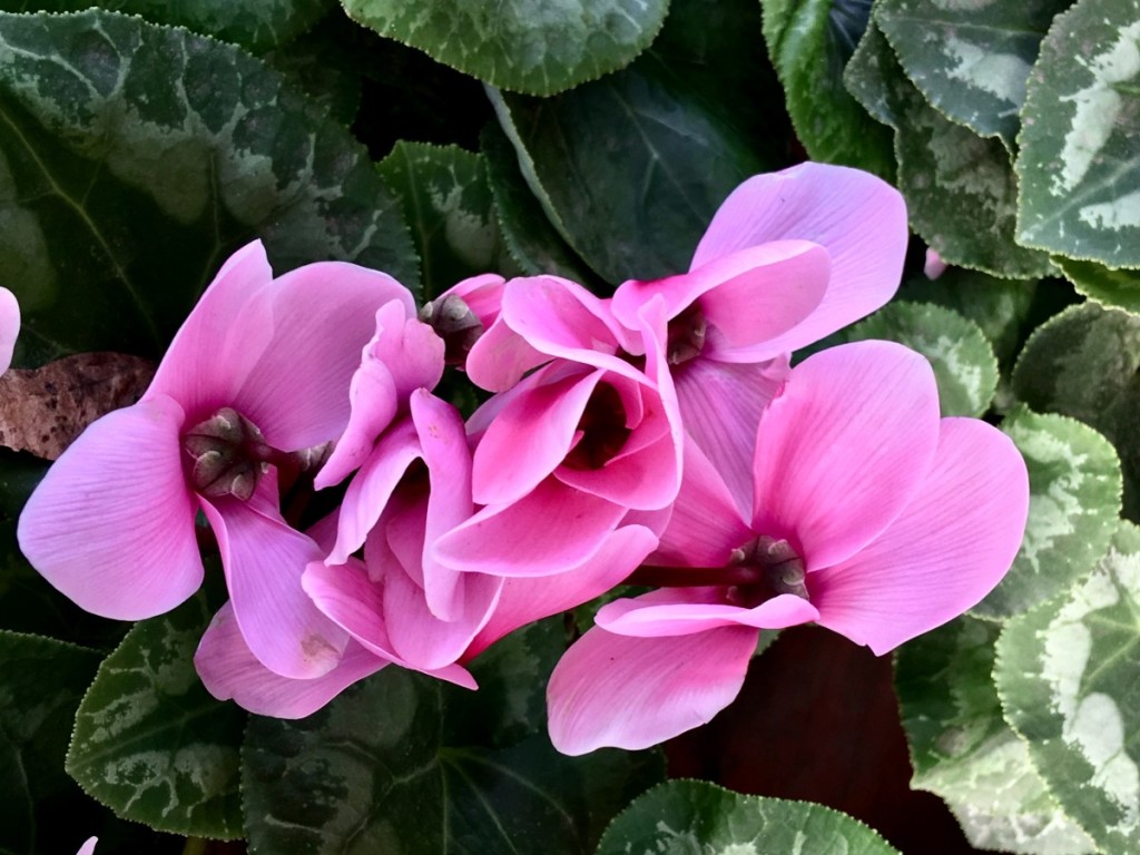 fiori a roma
