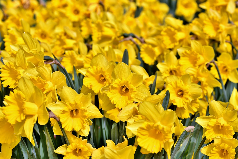 Spedire fiori a casa