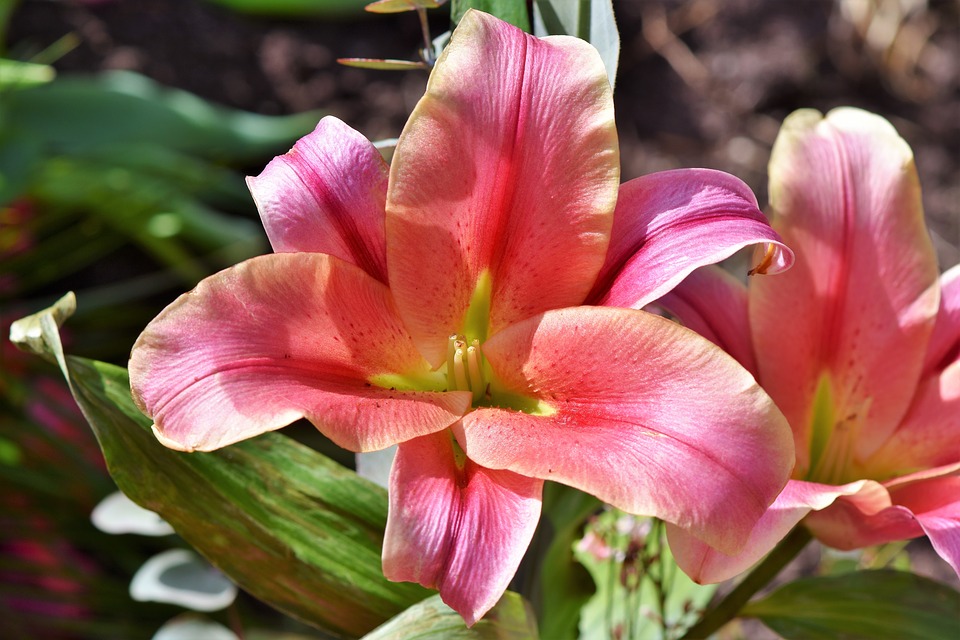 fiori da appartamento