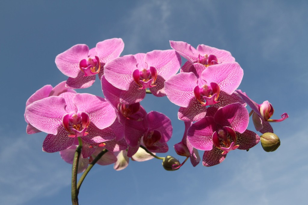 Come prendersi cura delle orchidee