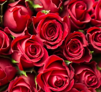 Rose stabilizzate: tutto l’amore in una scatola
