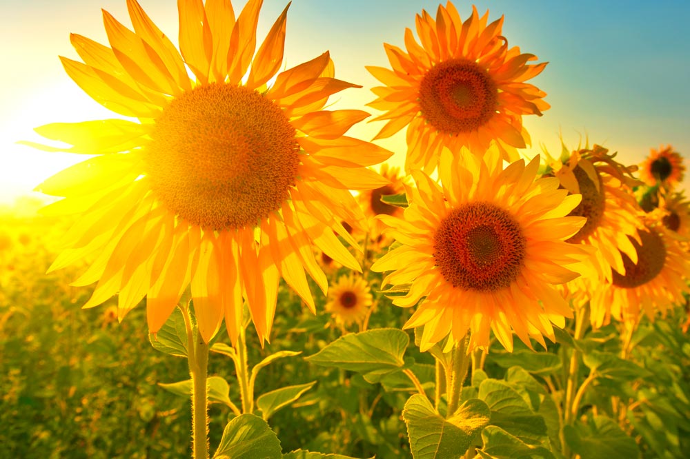 coltivare-il-girasole-blog-anteprima-il-germoglio-garden-center-salzano-venezia