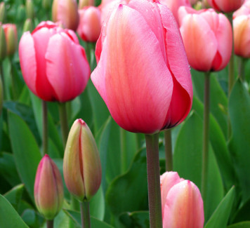 Tulipano: il significato di ogni colore per un regalo perfetto