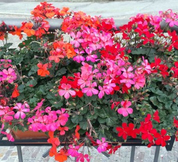 3 piante perfette per il tuo balcone estivo