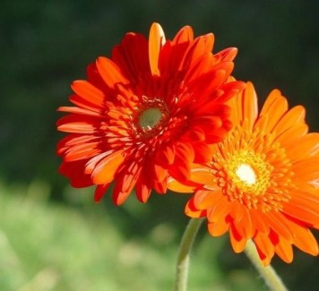 Gerbera: curiosità e come si cura questo fiore dai mille color