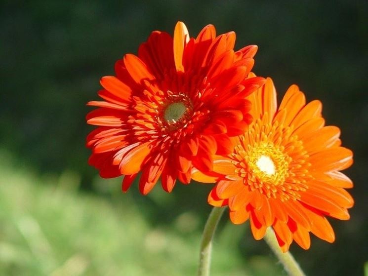 gerbera come si cura