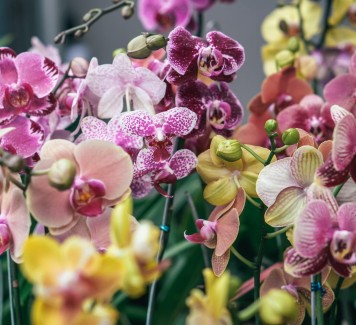 Orchidee in casa: suggerimenti per cura e manutenzione