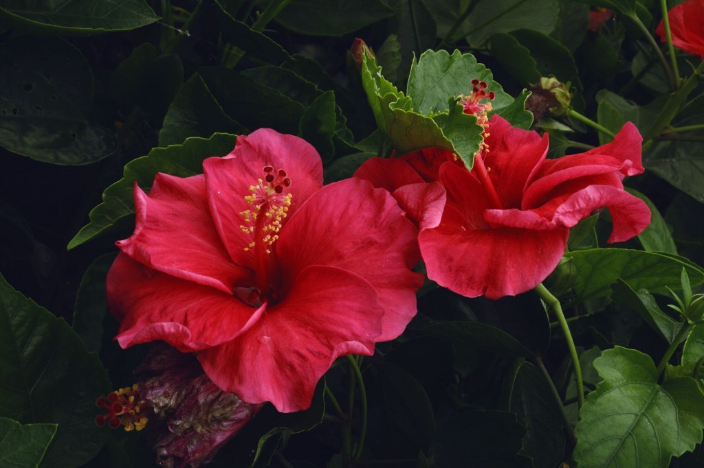 fiori di giugno