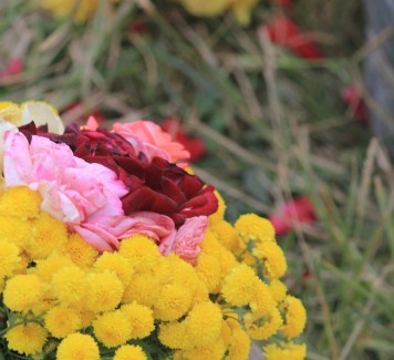 Mimose con rose: il regalo perfetto per ogni occasione