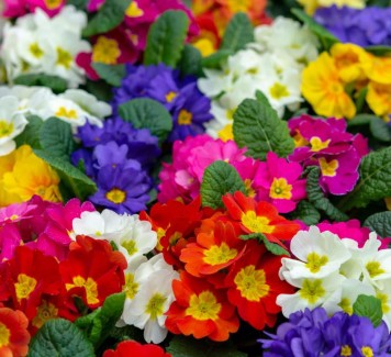 Fiori di aprile: quali scegliere per la tua casa